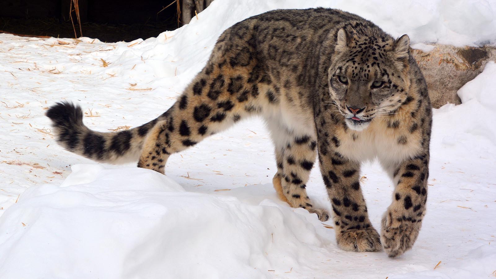 The,Snow,Leopard,Is,A,Large,Cat,Native,To,The