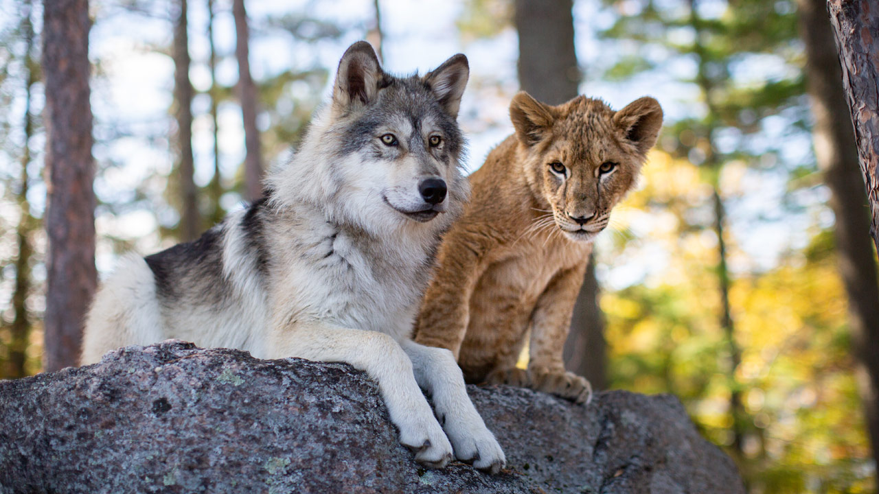 le loup et le lion 2